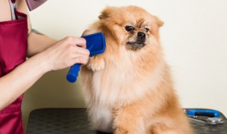 幼犬洗澡应该注意什么 宠物犬洗澡注意事项