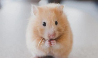 仓鼠夏天怕热怎么办 仓鼠夏天太热怎么办