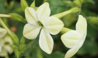 花钟烟草花什么时间开花（花烟草什么时候开花）