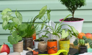 植物包括树吗（树是植物的一种吗）