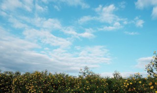 凤仙花有什么旅行方法 凤仙花的旅行方式