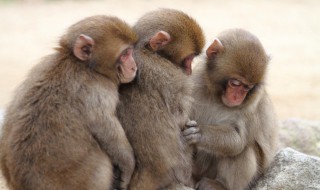 猴子的尾巴用来干什么 猴子的尾巴用来干什么?