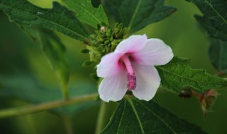 木槿在几月开花 木槿几时开花