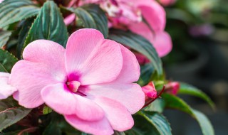 凤仙花地传播方法是什么（凤仙花的传播方式有哪些）