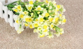 水仙花的花期时间（水仙花开花期时间）