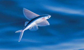 海里什么鱼会飞（为什么海里会有飞的鱼）