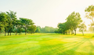 植物什么季节剪枝 绿植剪枝季节