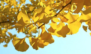 银杏叶是什么 银杏叶是什么意思