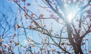 梅花魂中的梅花象征着什么（《梅花魂》中梅花象征着什么）