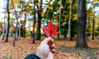 请问枫叶的象征意义是什么 枫叶的意象及其象征意义