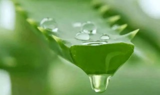 芦荟水的功效与的作用 芦荟水的功效与作用点