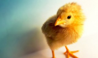 女人梦见一群小鸡仔是什么意思 女人梦见一只小鸡仔是什么意思