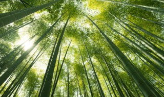 竹代表的意义与象征（竹的含义和象征意义）