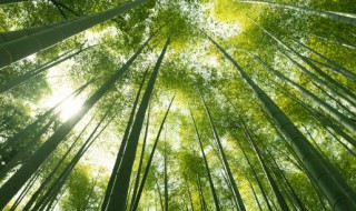 竹子象征意义 竹子象征意义小练笔