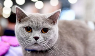 猫的象征意义是什么（猫狗鼠中猫的象征意义是什么）