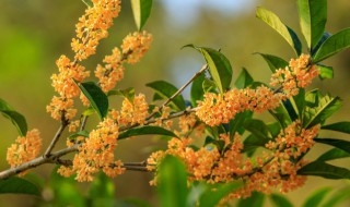 盆栽桂花什么时节剪枝好（桂花适合什么时候剪枝）