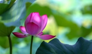 荷叶是什么季节的(荷叶是什么季节的时候才有)