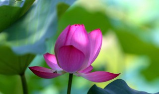 荷花什么季节开放（荷花什么季节开放时间）