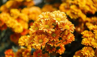 菊花属于什么植物 菊花属于什么植物类型