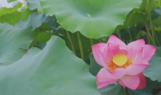荷花是哪个季节开(荷花是哪个季节开放的)
