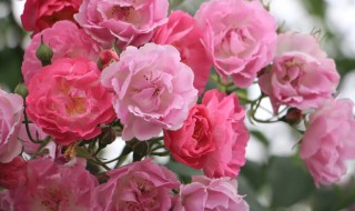 蔷薇花的花蕊什么颜色 蔷薇花是什么样子的还有颜色是什么