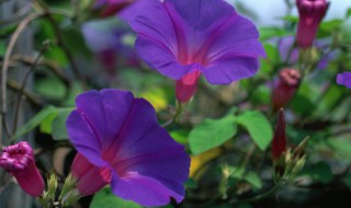 牵牛花属于什么科植物 牵牛花属于什么植物类别