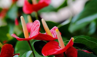 红掌属于什么科的植物(红掌属于哪类植物)