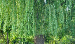 柳树属于什么植物类别（柳树属于什么植物）