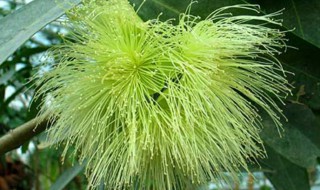 属于桃金娘科的植物有哪些（桃金娘属于什么科植物）