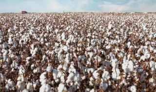 棉花属于什么类植物（棉花属于什么植物?）