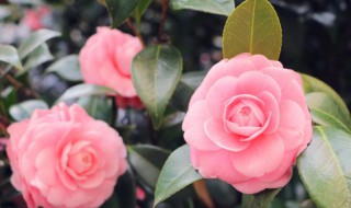 茶树属于什么科植物 茶树属于什么子叶植物