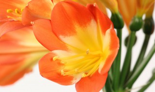 君子兰叶子可以剪掉吗（君子兰可以把叶子全部剪掉吗）