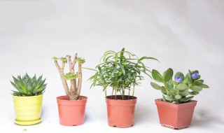 那些植物属于孢子植物（什么植物统称孢子植物）