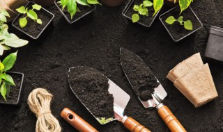 青蛙藤怎么养（青蛙藤的作用）