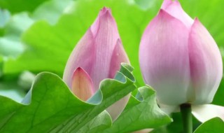 荷花竹水培怎么养（荷花竹可以水培养吗）