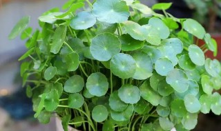 铜钱草怎么养水培茂盛 铜钱草水培怎么样才能更旺盛