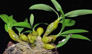 铁皮兰怎么养 铁兰兰花怎么养