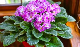紫罗兰盆栽怎么养（紫罗兰盆栽怎样种植）