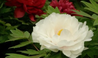 怎么养牡丹花 如何养牡丹花