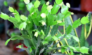 蟹澡兰怎么养（蟹爪兰怎么养）