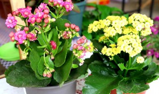 刚买的长寿花怎么养护 刚买来的长寿花怎么养护