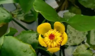 水芙蓉怎么养才好 水芙蓉怎么养?