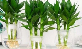 怎么水养富贵竹 水培富贵竹怎么养