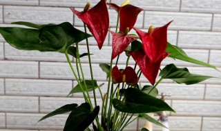 水培红掌怎么养（水培红掌的养殖方法）