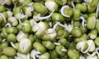 水培绿豆怎么养 绿豆水培育怎么养