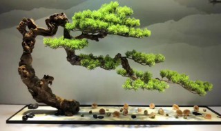 岩松盆景怎么养 松树盆景怎么养