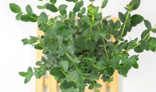 尤加利树怎么养（尤加利树怎么养护）