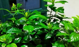 小叶栀子怎么养（小叶栀子怎么养护）