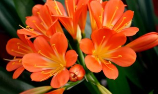 君子兰叶子的扦插时间(君子兰怎样扦插适合什么时候扦插)