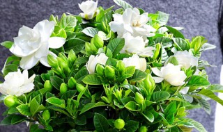 栀子花如何修剪枝叶（栀子花要修剪叶子吗）